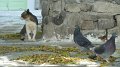 Mykonos cat 4